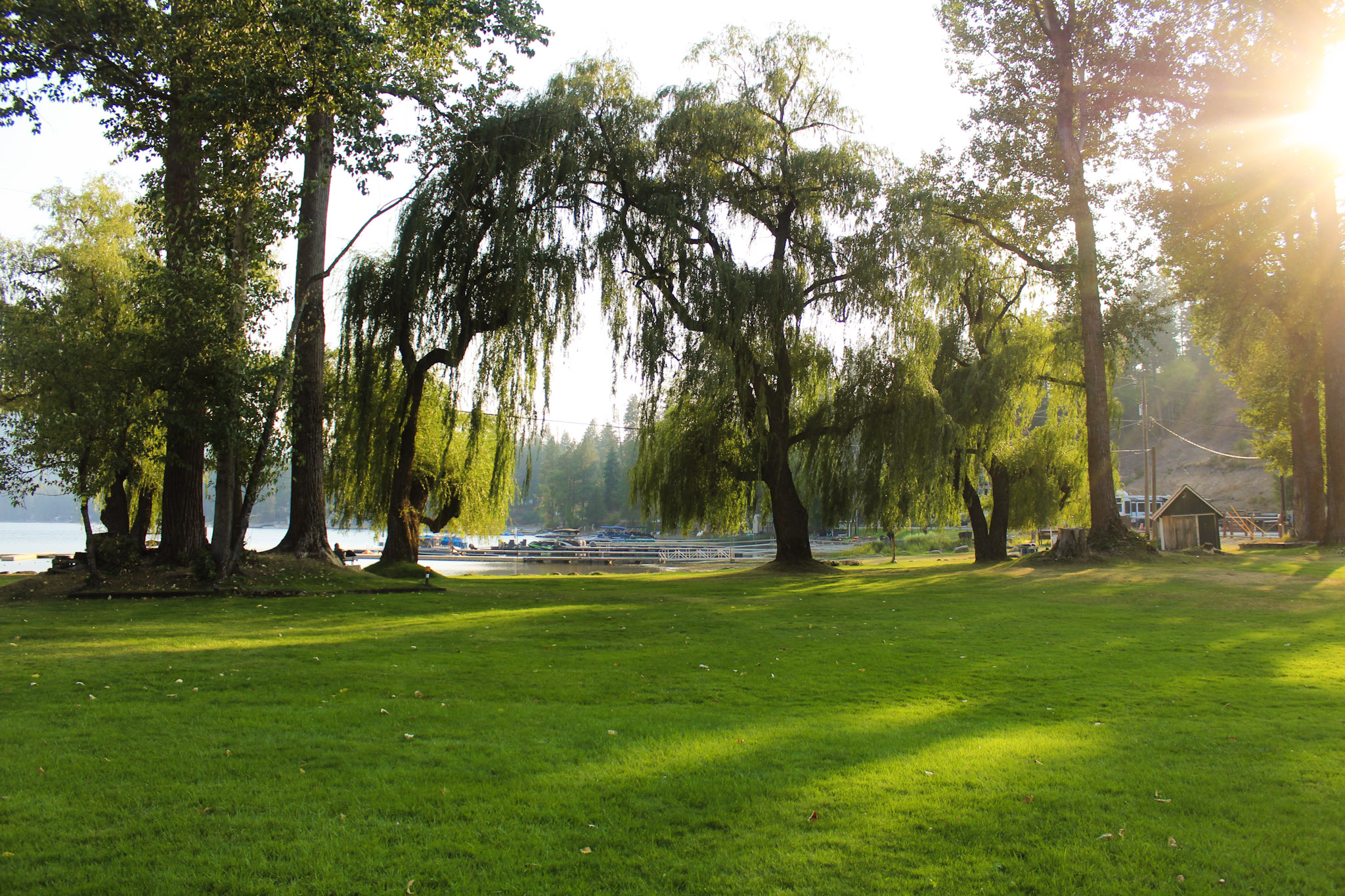 Beautiful weeping willow trees creating natural canopy over green lawn at golden hour